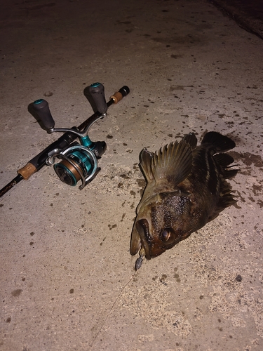 シマソイの釣果