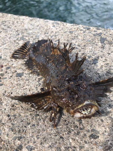 オニオコゼの釣果