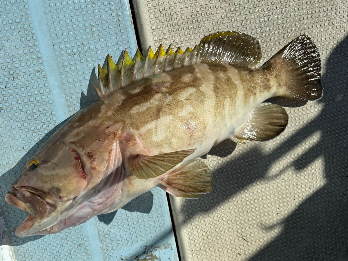 ポンコツさんさんの釣果 1枚目の画像