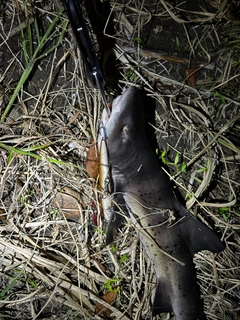 サメの釣果