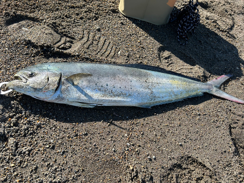 シイラの釣果