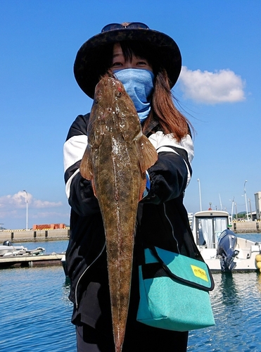 マゴチの釣果