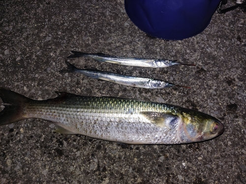 サヨリの釣果