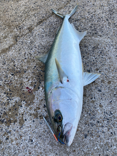 ヒラスの釣果