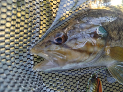 オヤニラミの釣果