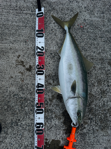 イナダの釣果