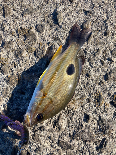 クロホシフエダイの釣果