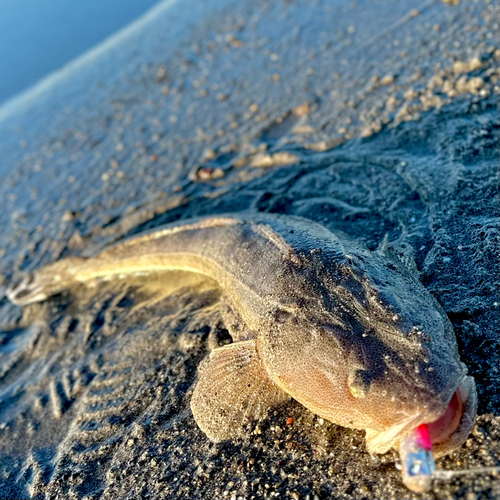 マゴチの釣果