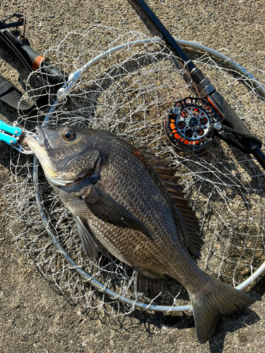 チヌの釣果