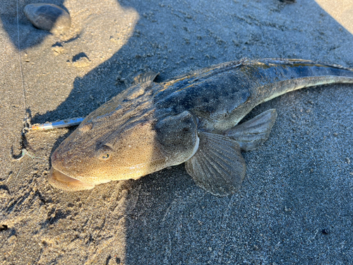 マゴチの釣果