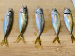 アジの釣果