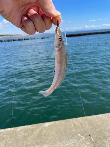 キスの釣果