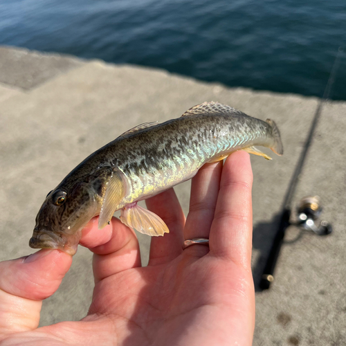 ハゼの釣果