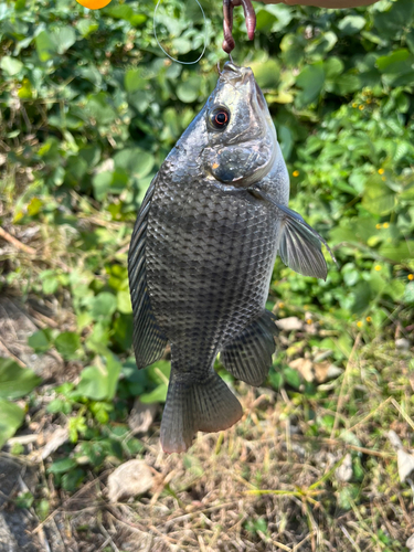 ティラピアの釣果