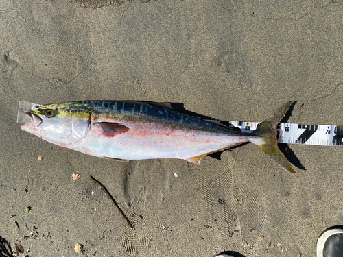 ワラサの釣果