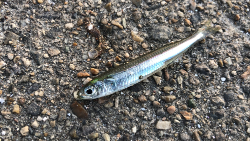 トウゴロウイワシの釣果