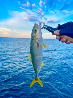 ワカシの釣果