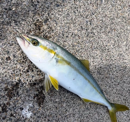 ハマチの釣果