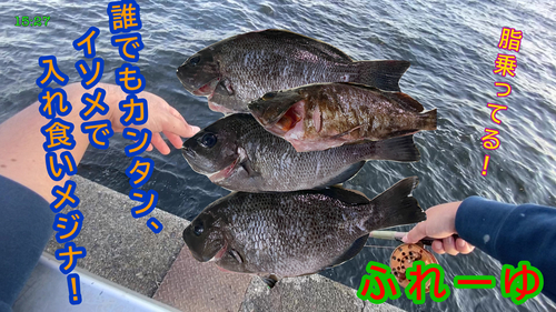 メジナの釣果