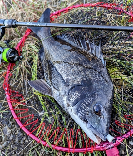 チヌの釣果