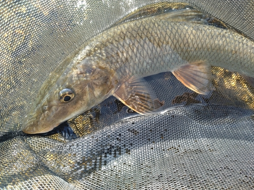 ニゴイの釣果