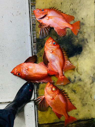 チカメキントキの釣果