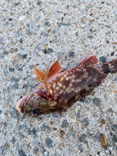 カサゴの釣果