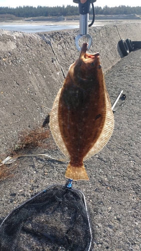 ヒラメの釣果