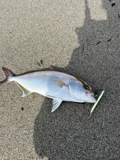 カンパチの釣果