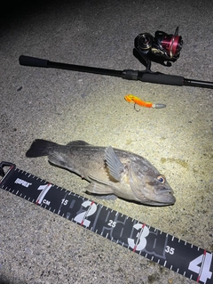 クロソイの釣果