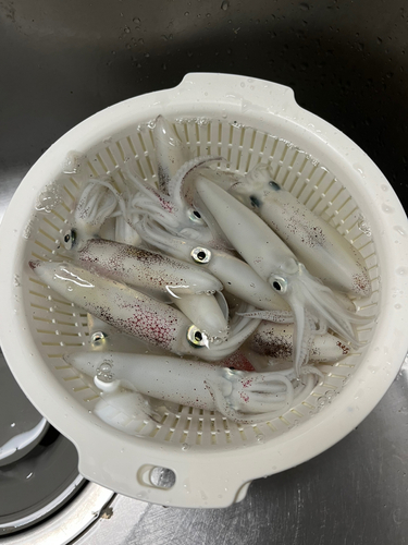 マメイカの釣果