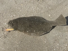 ヒラメの釣果