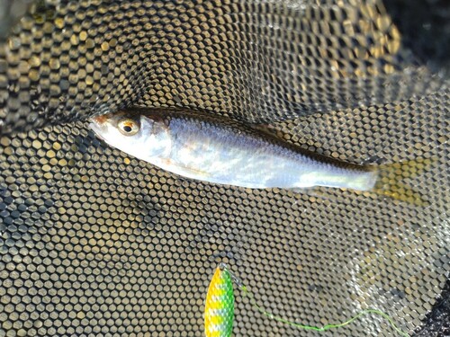 オイカワの釣果