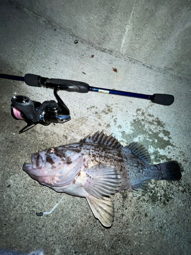 ソイの釣果