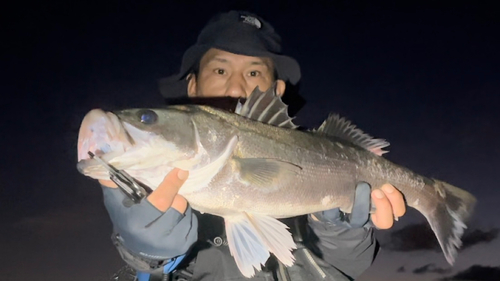 スズキの釣果