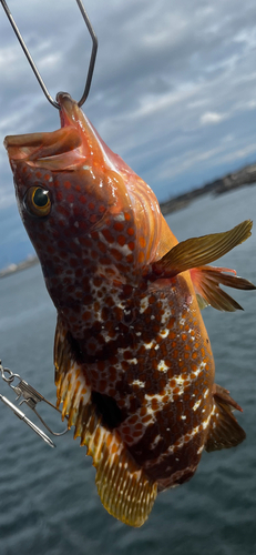 キジハタの釣果