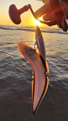 シタビラメの釣果