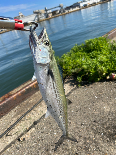 サゴシの釣果