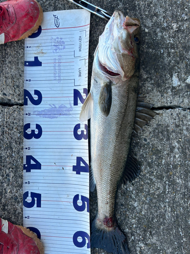 シーバスの釣果