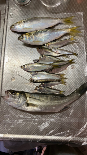 シーバスの釣果