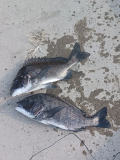 チヌの釣果