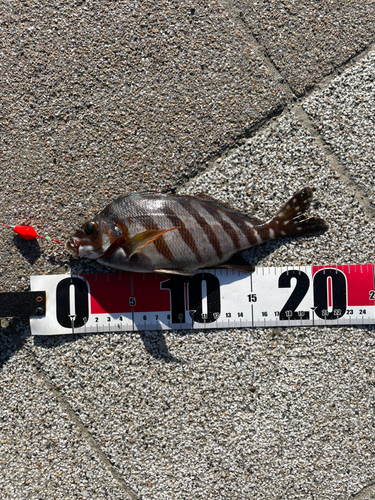 タカノハダイの釣果