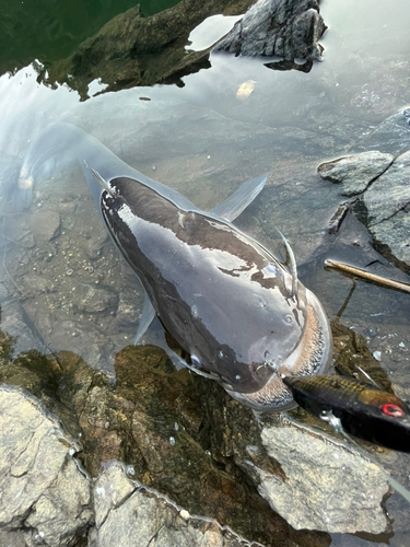 ビワコオオナマズの釣果