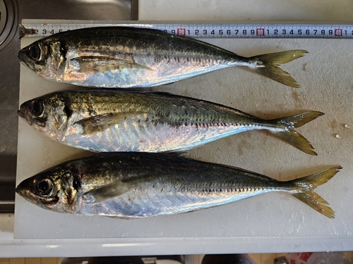 アジの釣果