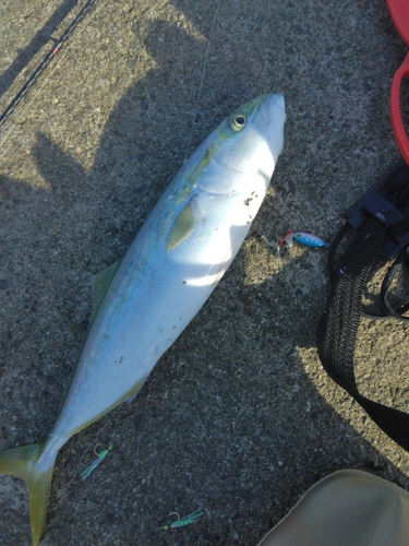 イナダの釣果