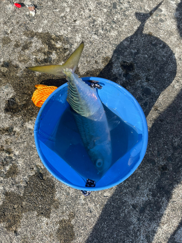 サバの釣果