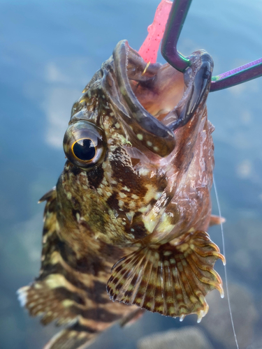 タケノコメバルの釣果