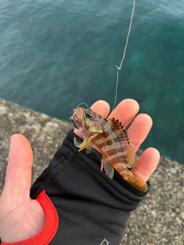 アカハタの釣果