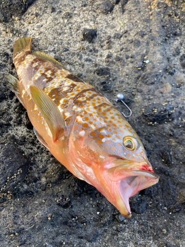 キジハタの釣果