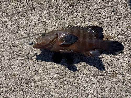 ヤミハタの釣果